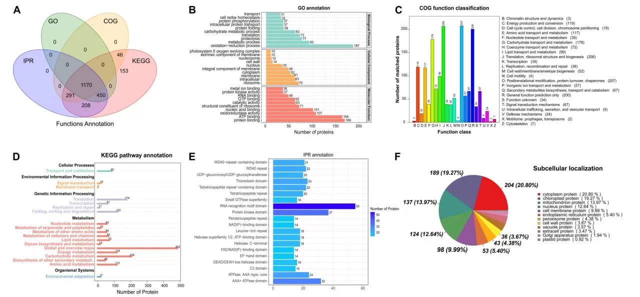 Display of Protein Functional Annotation Results from Various Databases